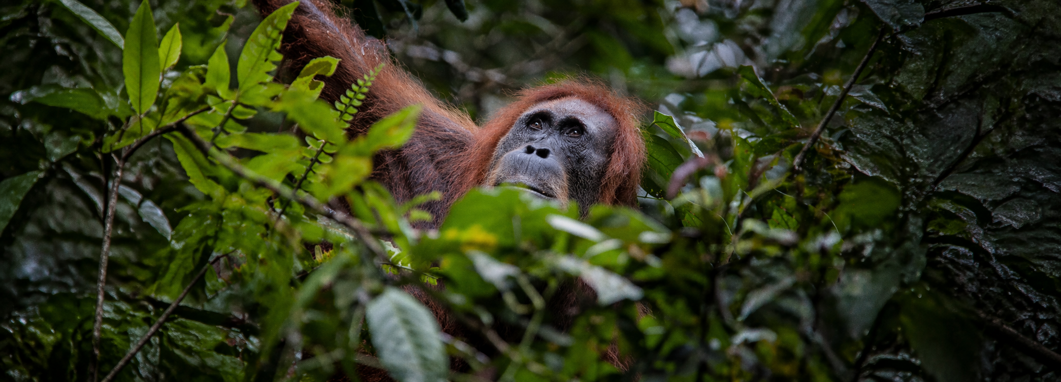 Orangutan in Borneo